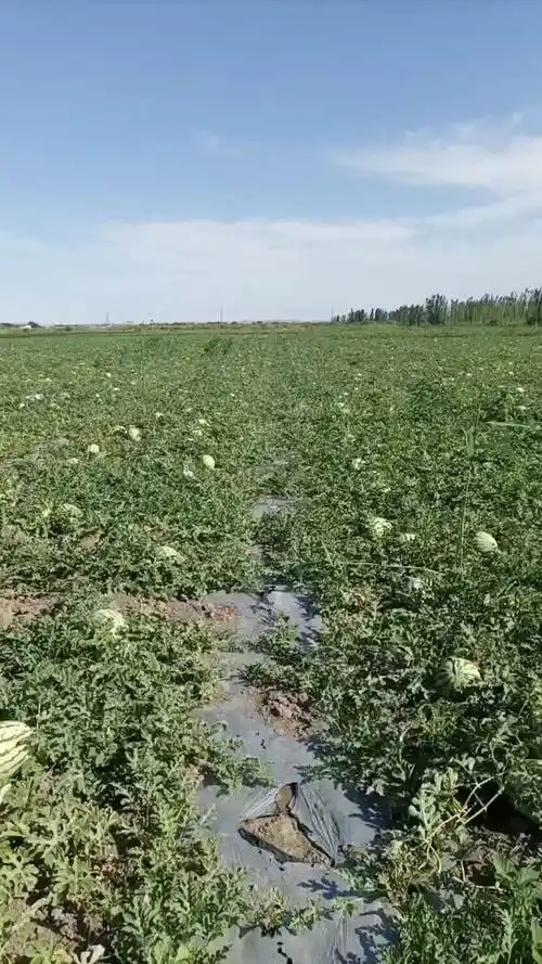 新疆克拉玛依乌尔禾区产区