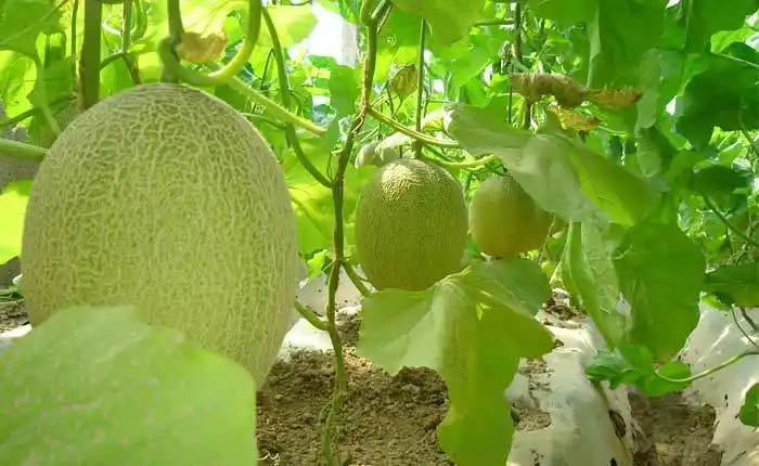 新疆哈密巴里坤哈萨克自治县产区