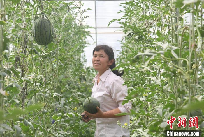 新疆喀什疏勒县产区