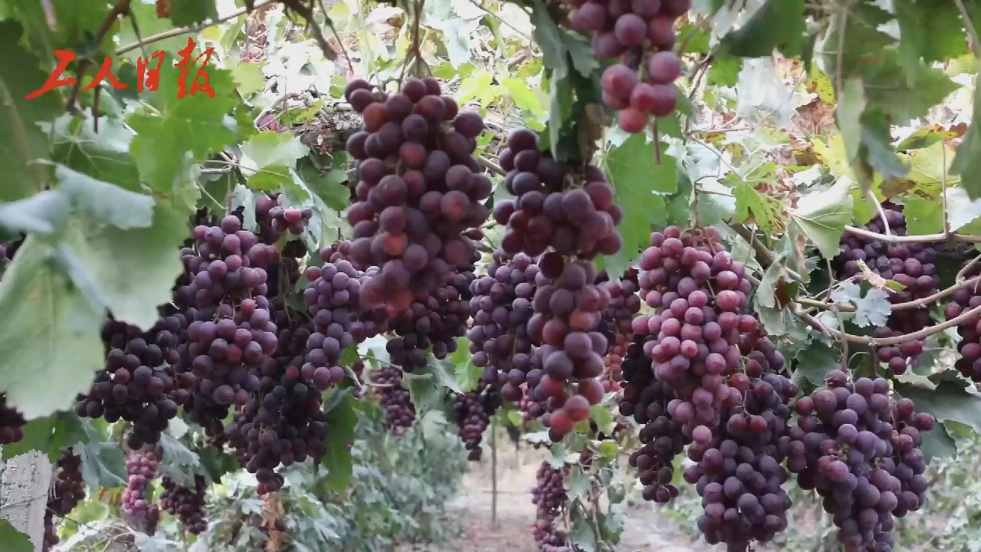 新疆阿克苏新和县产区