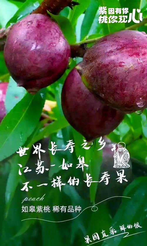 江苏南通如皋市产区