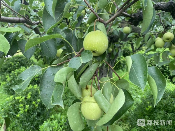 江苏宿迁宿豫区产区