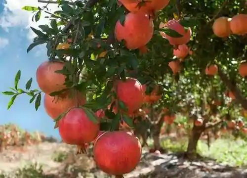 江苏徐州贾汪区产区
