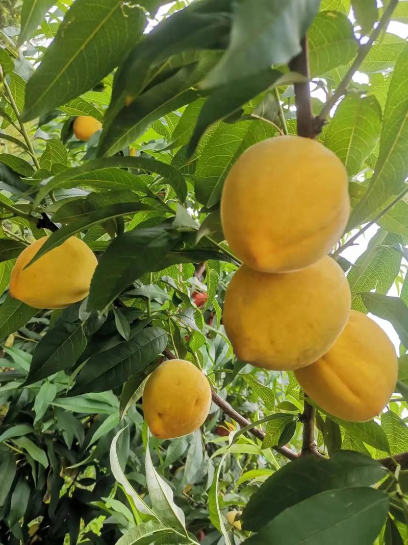 江苏苏州昆山市产区