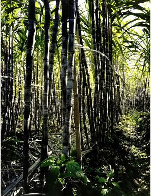 江西抚州东乡区产区