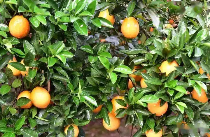 江西抚州金溪县产区