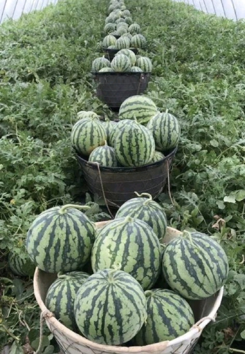 河南商丘夏邑县产区
