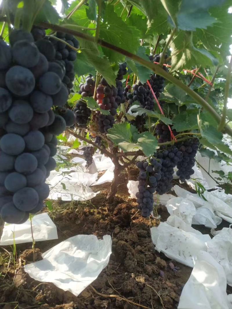 河南洛阳偃师区产区