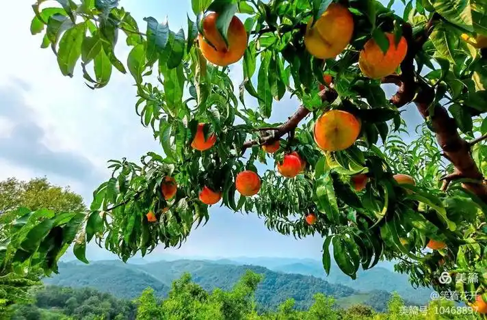 河南洛阳宜阳县产区