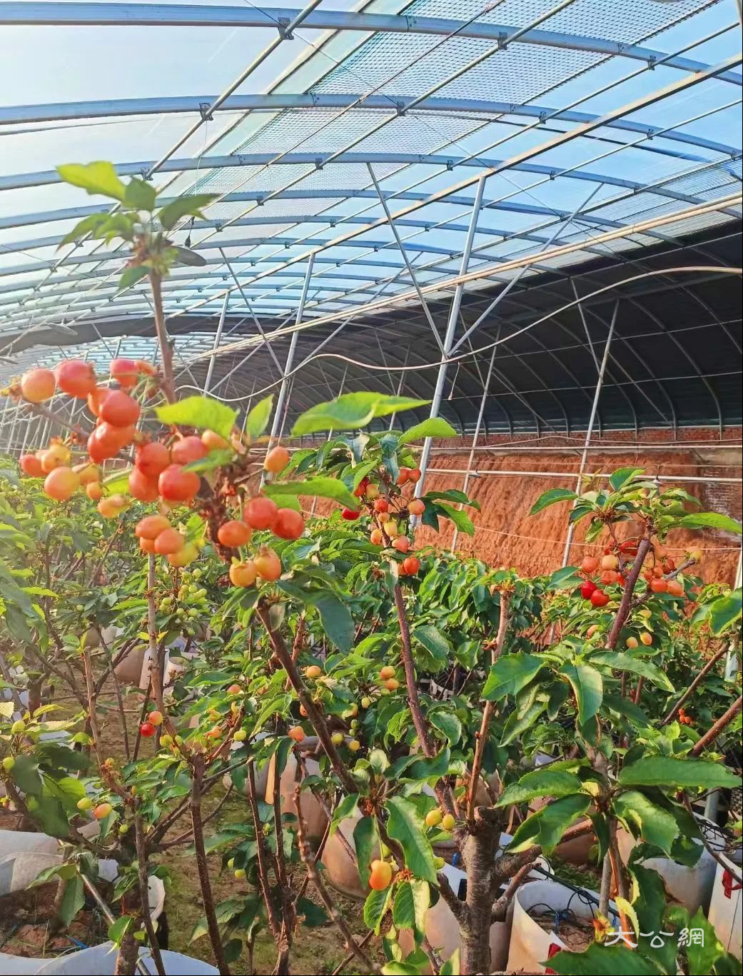 河南洛阳新安县产区