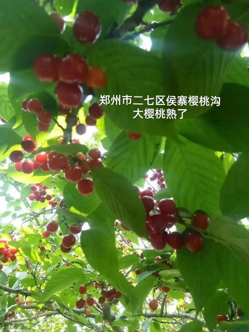 河南郑州二七区产区