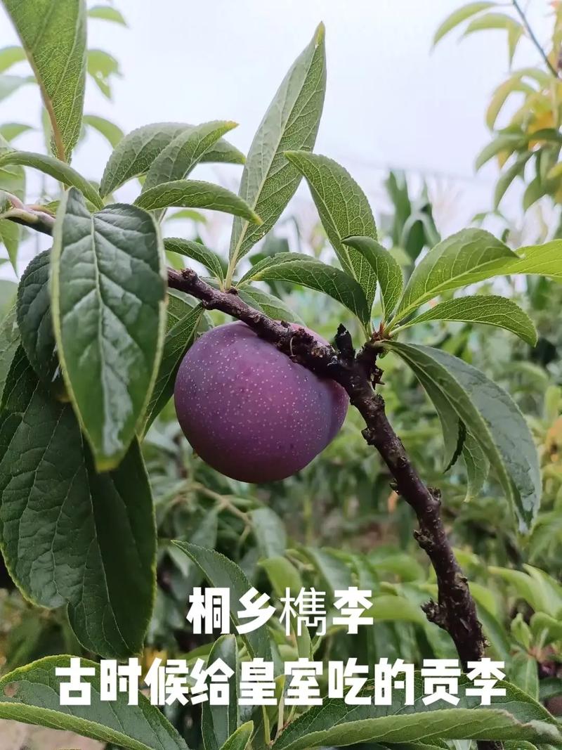 浙江嘉兴桐乡市产区