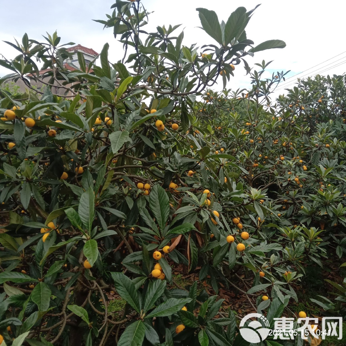 浙江杭州余杭区产区