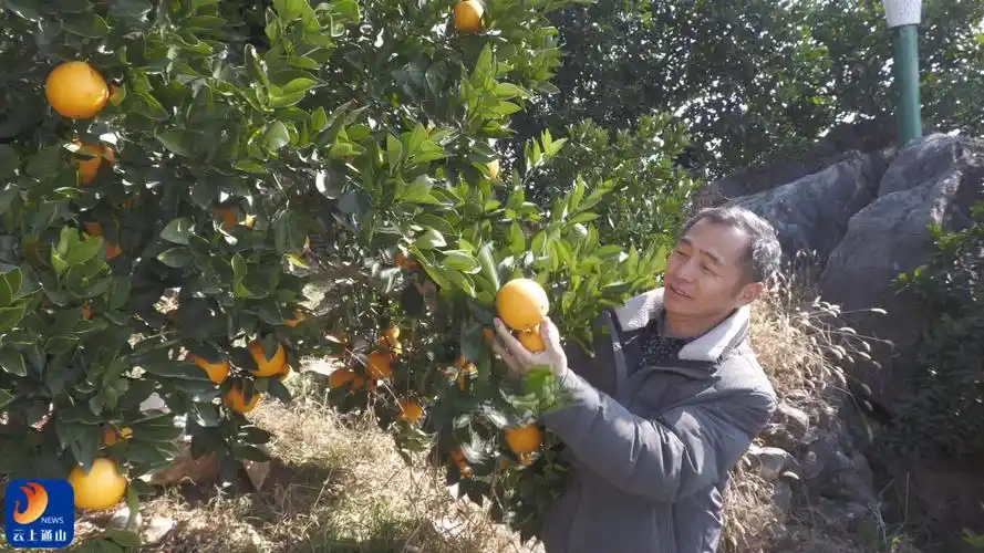 湖北咸宁通山县产区