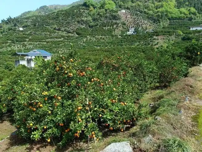 湖北宜昌兴山县产区