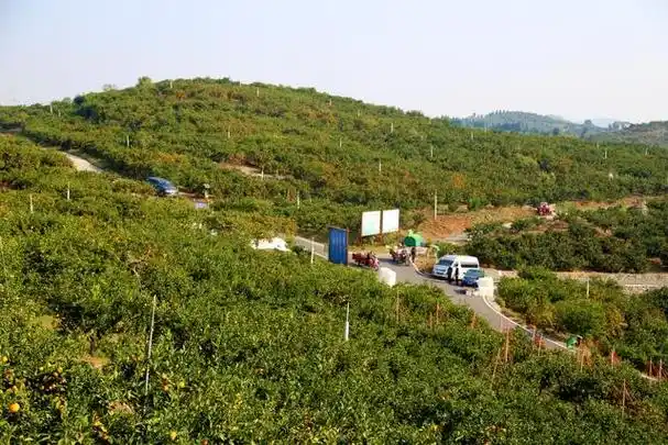 湖北宜昌西陵区产区