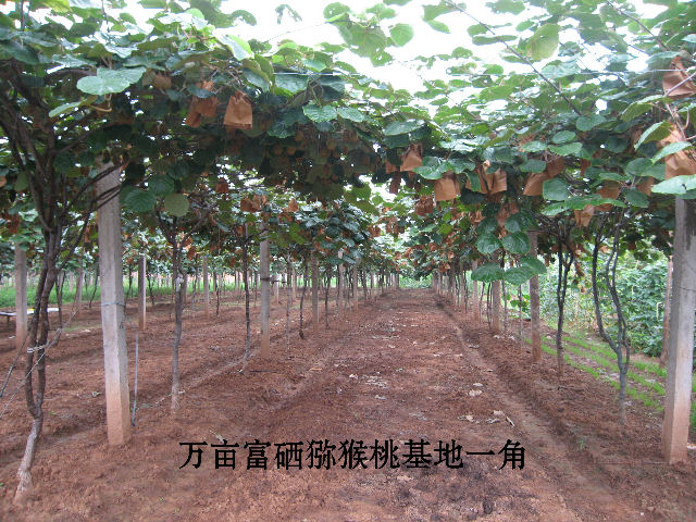 湖北恩施建始县产区