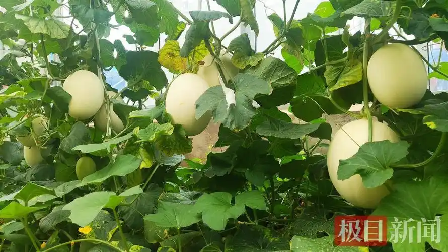 湖北武汉江夏区产区