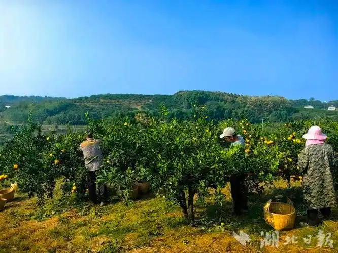 湖北荆州松滋市产区