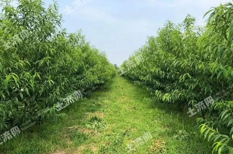 湖北荆门钟祥市产区