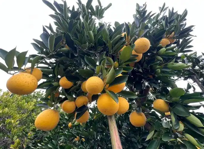 湖北鄂州梁子湖区产区