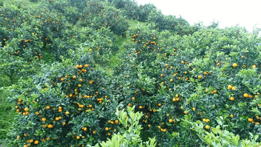 湖北黄石阳新县产区