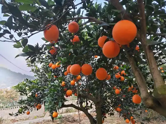 湖南常德临澧县产区