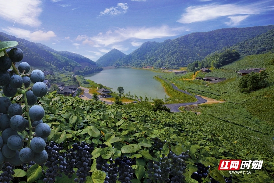 湖南怀化中方县产区