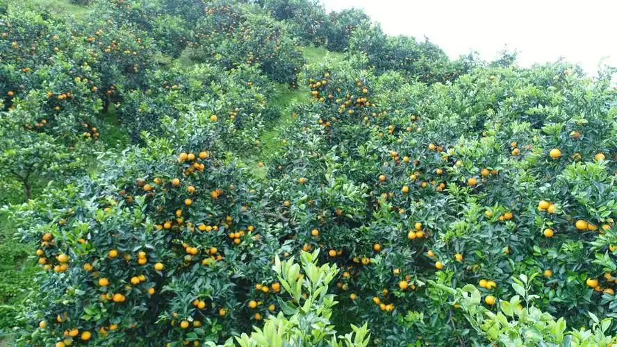 湖南怀化麻阳苗族自治县产区