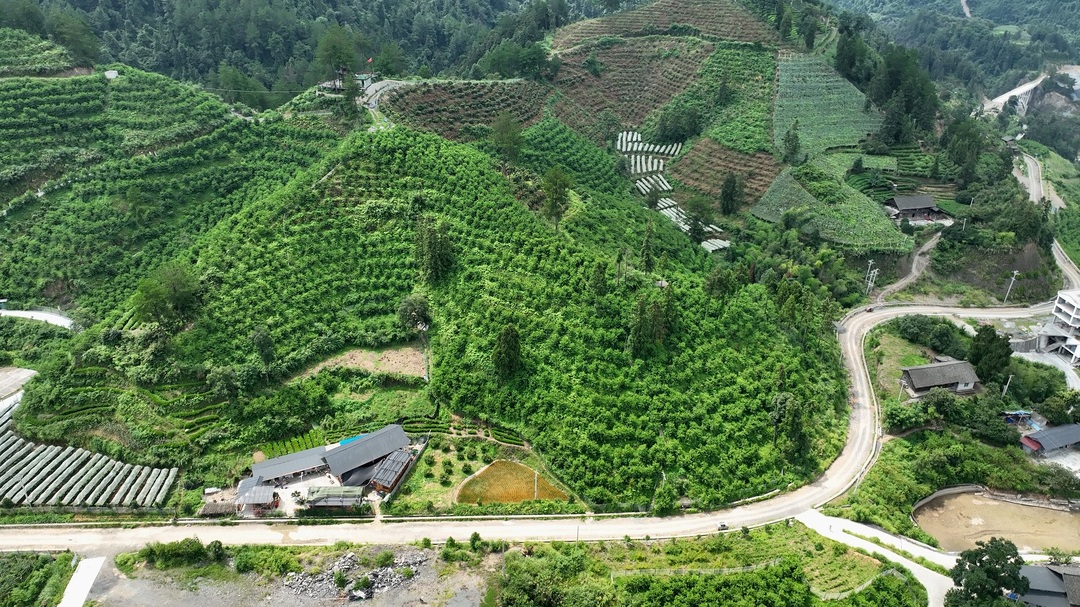 湖南湘西古丈县产区