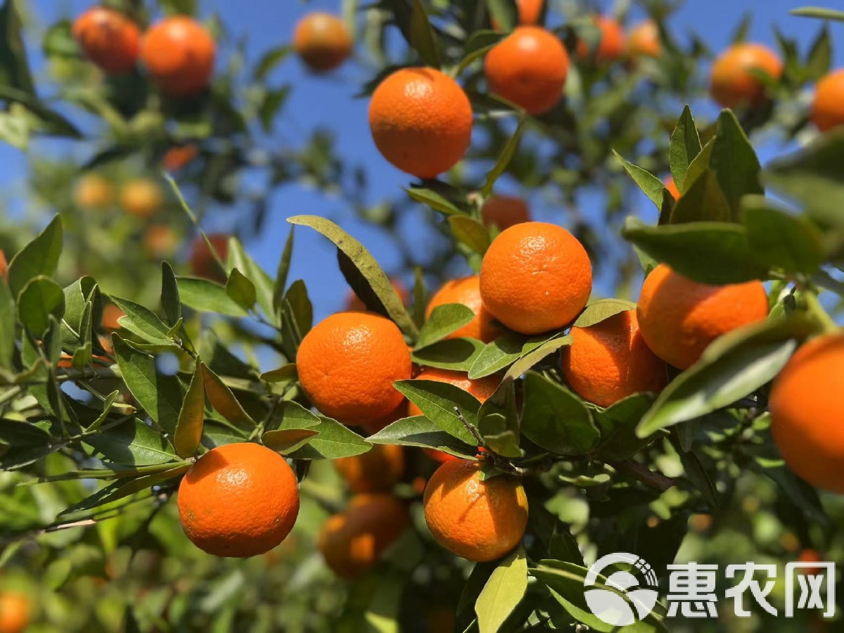 湖南益阳安化县产区
