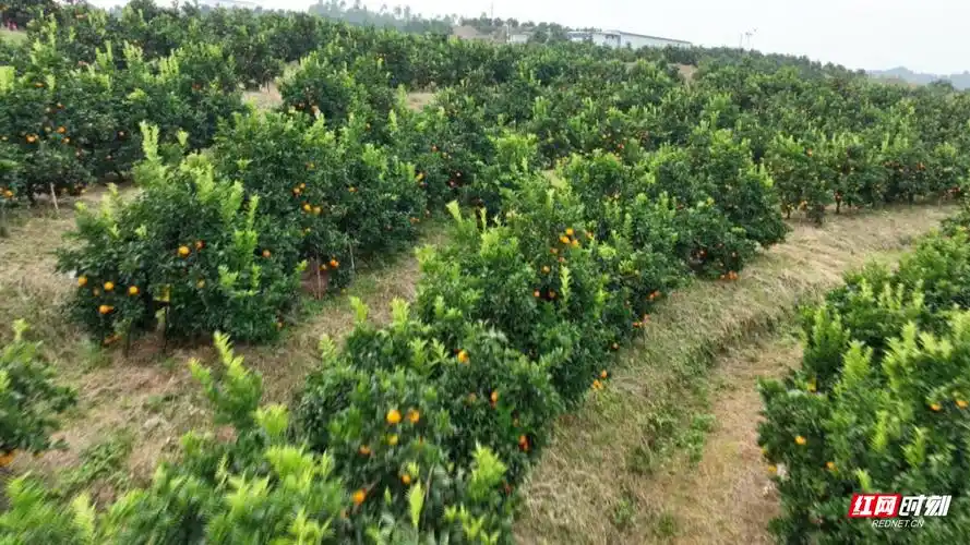 湖南郴州宜章县产区