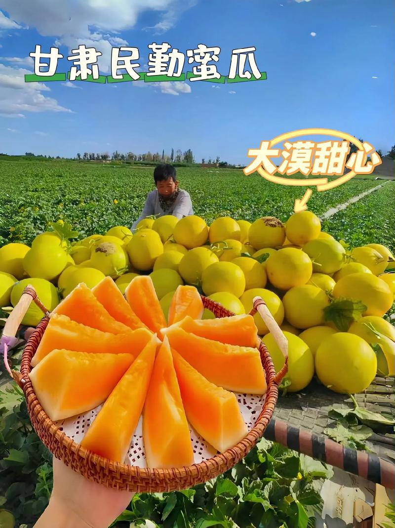 甘肃武威民勤县产区