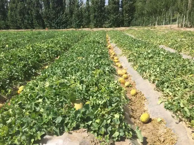 甘肃酒泉玉门市产区