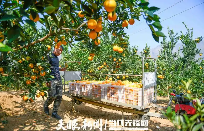 福建三明沙县区产区
