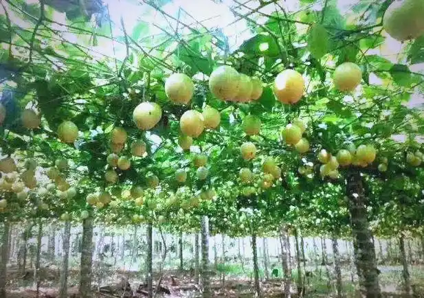 福建漳州华安县产区