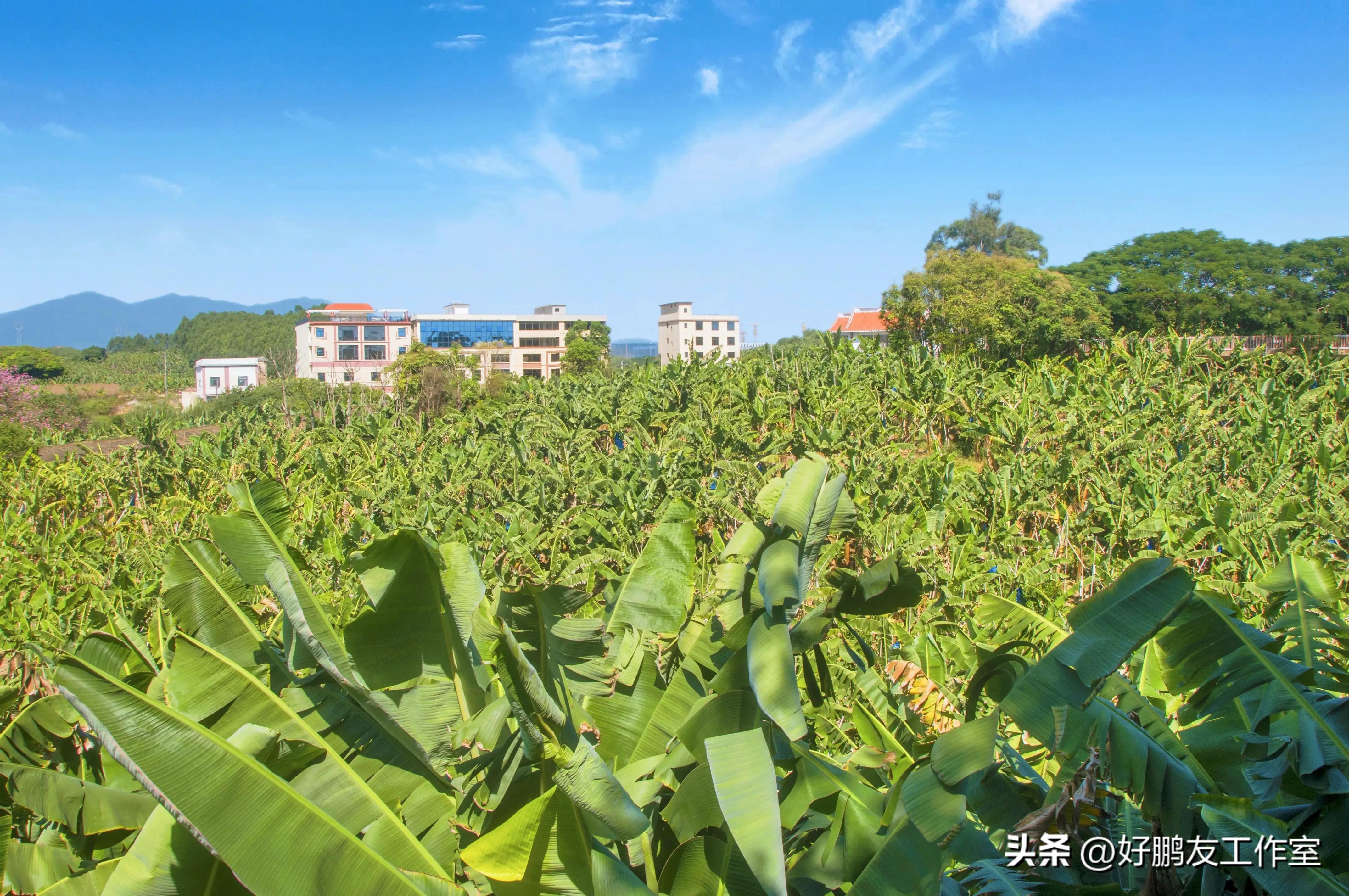 福建漳州市芗城区产区