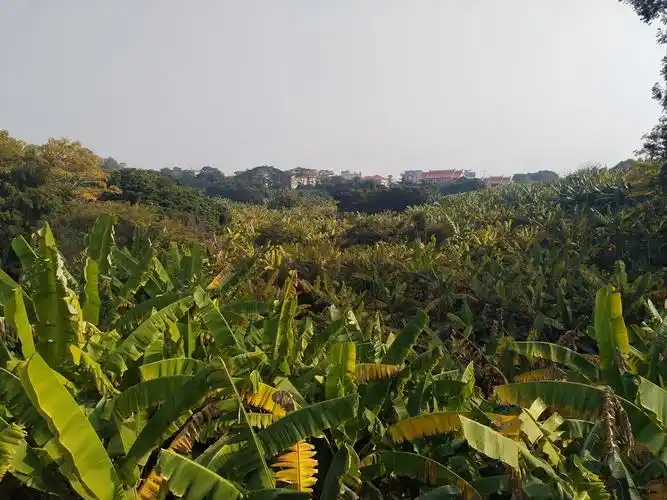 福建漳州龙海区产区