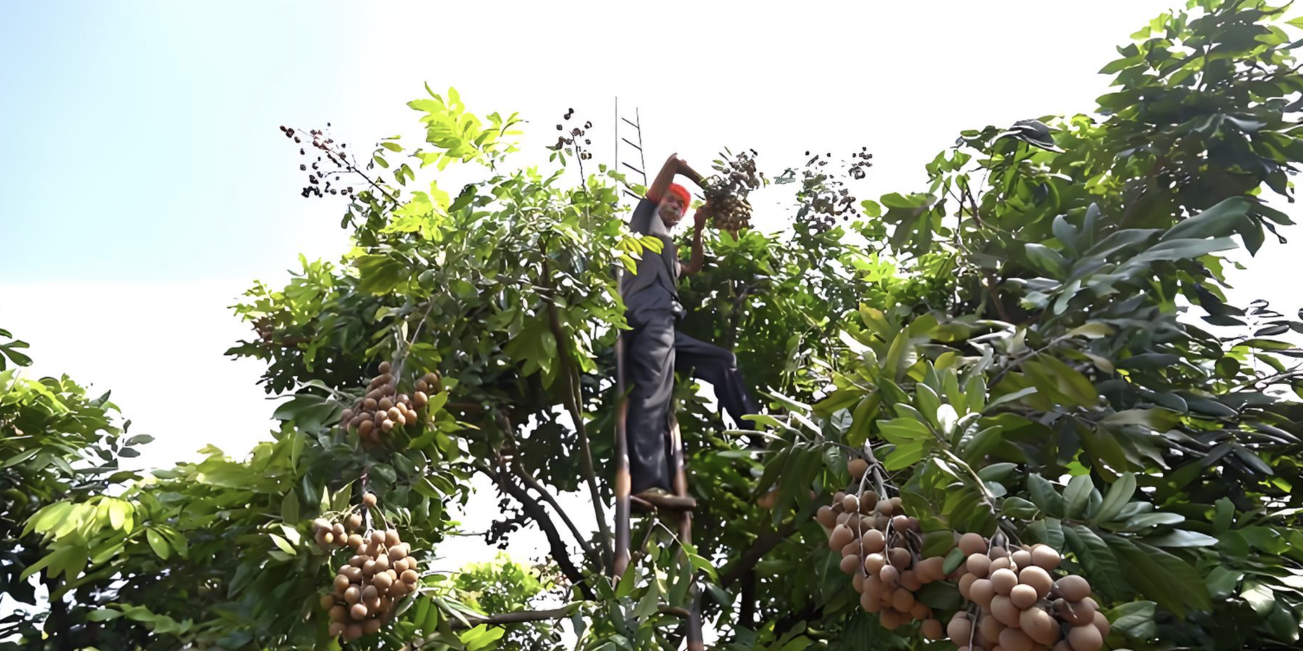 福建莆田仙游县产区