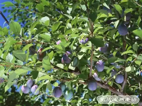 福建龙岩上杭县产区