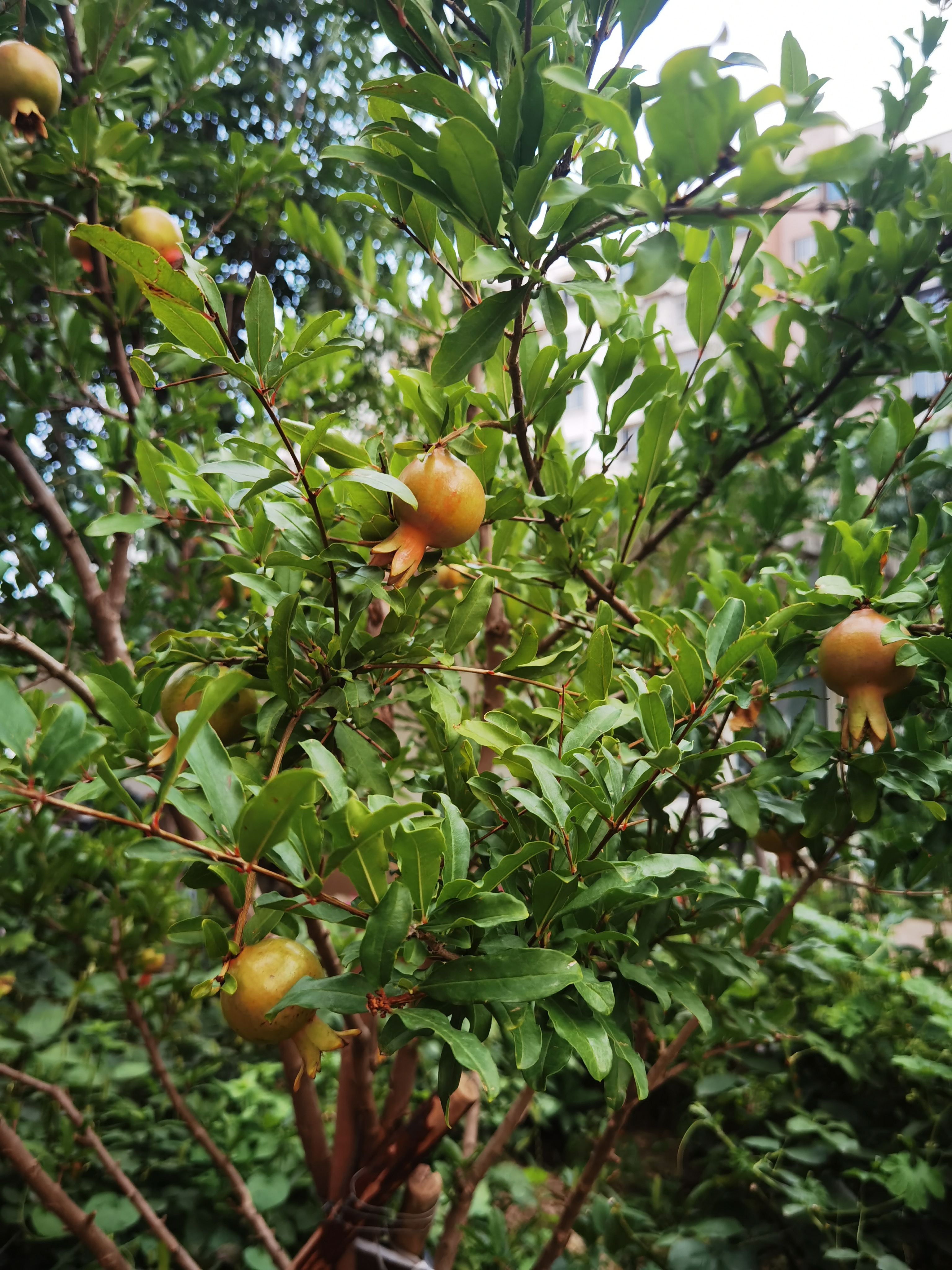 贵州六盘水盘州市产区