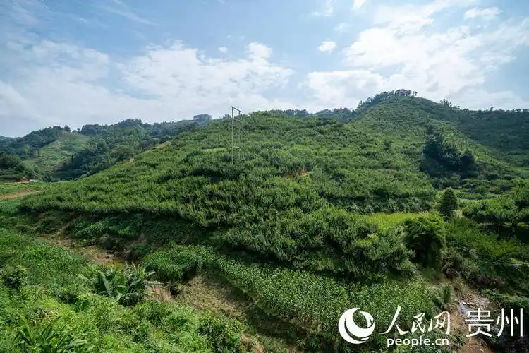 贵州安顺镇宁布依族苗族自治县产区