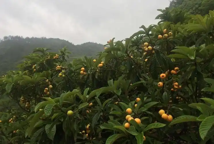 贵州贵阳开阳县产区