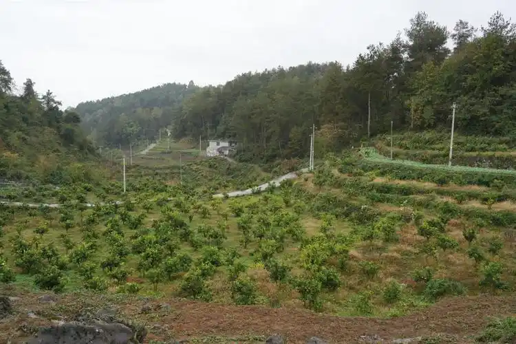 贵州贵阳息烽县产区