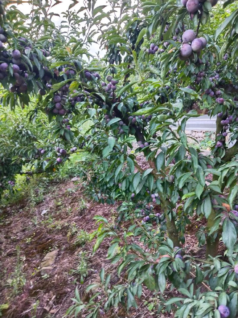 贵州遵义播州区产区