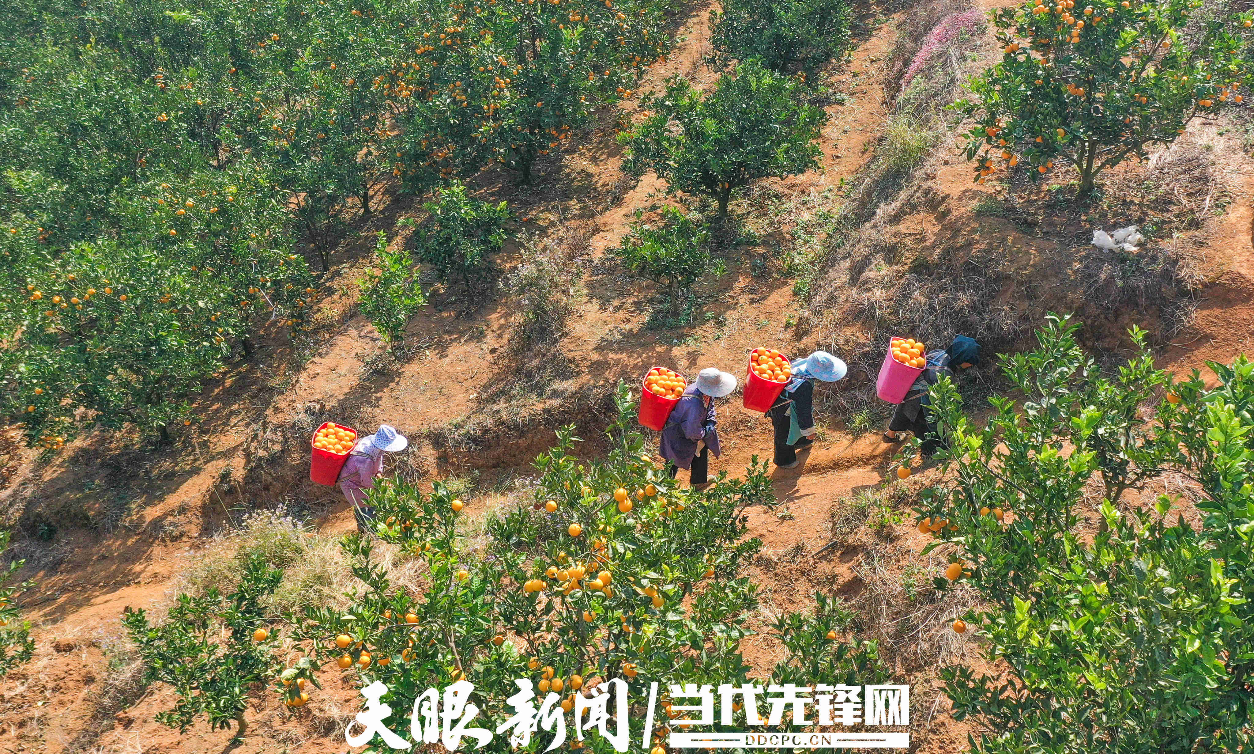 贵州黔西南晴隆县产区