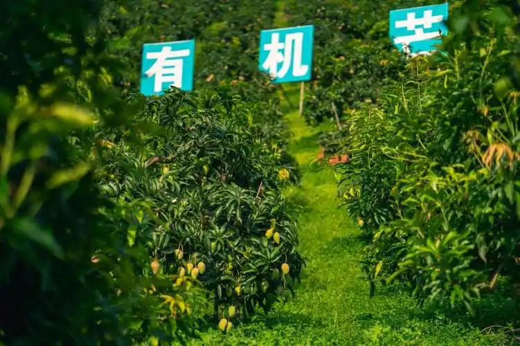 贵州黔西南望谟县产区