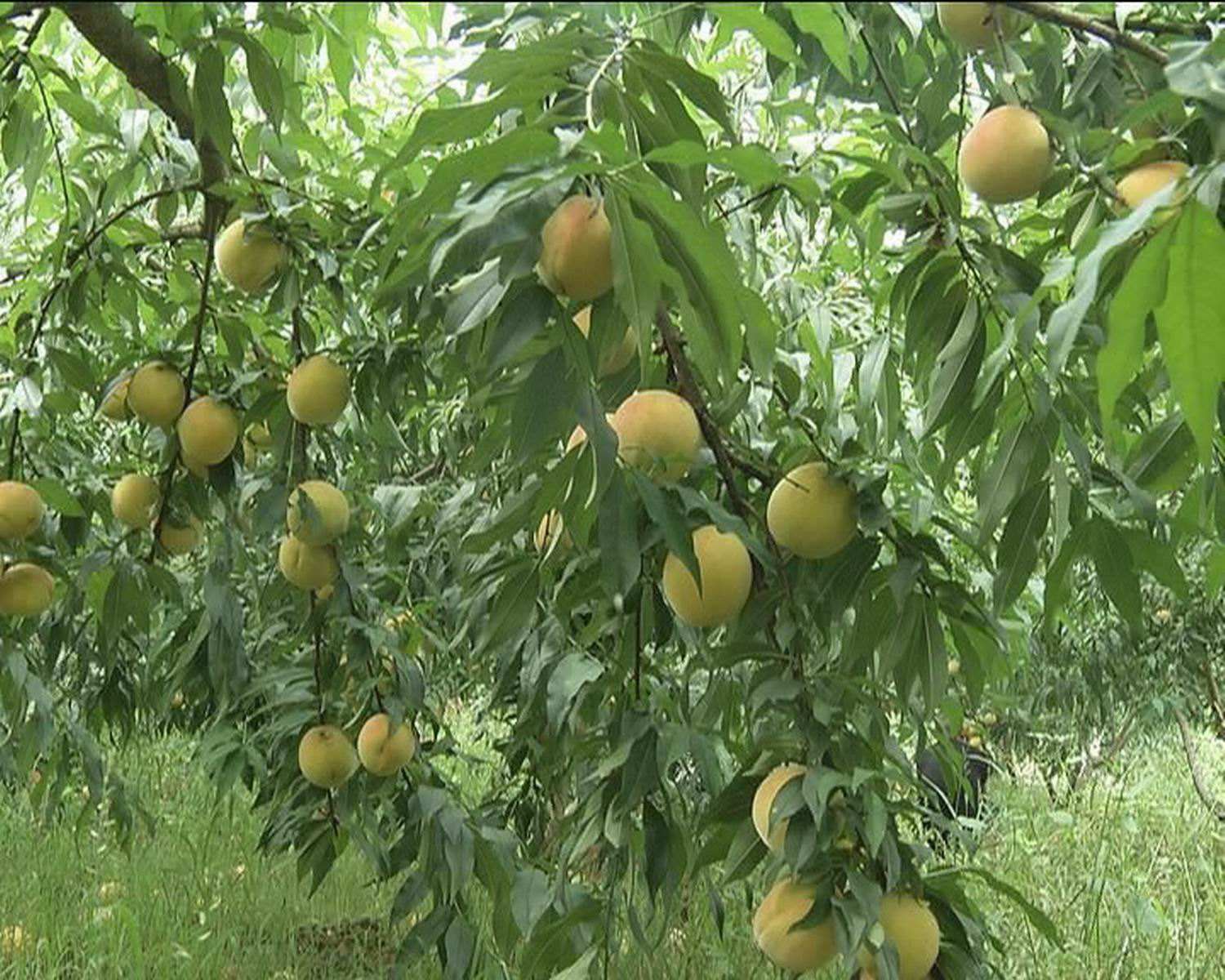 辽宁大连金州区产区