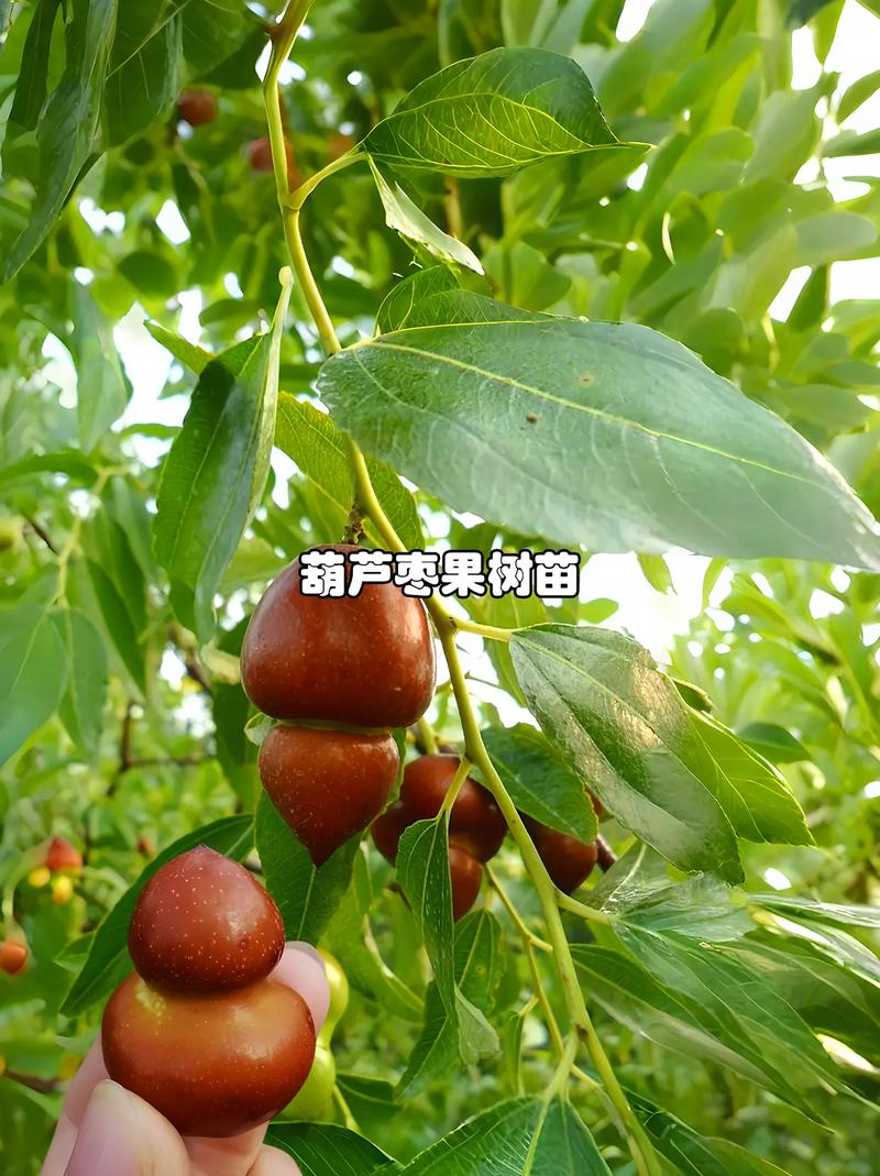 辽宁葫芦岛南票区产区