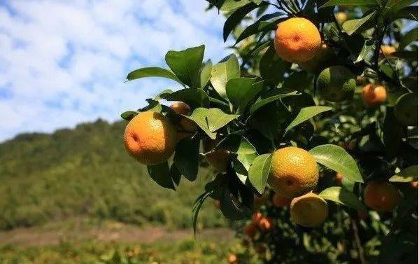 重庆荣昌区
